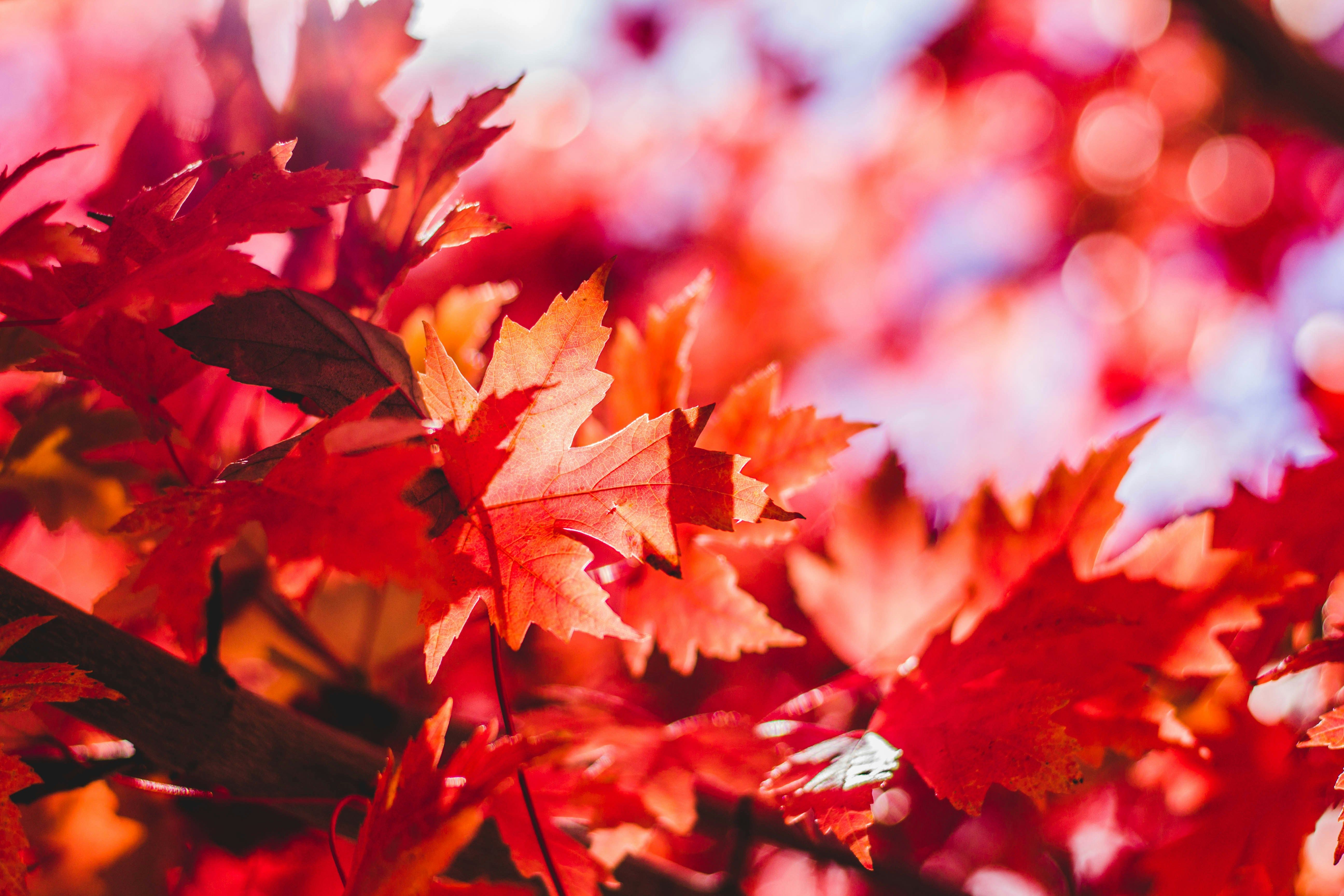 Picture of red fall leaves